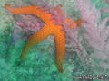 foto de buceo