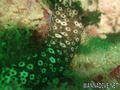 foto de buceo