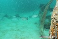 foto de buceo