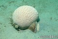 foto de buceo