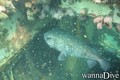 foto de buceo