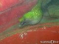 foto de buceo
