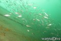 foto de buceo