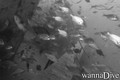 foto de buceo