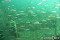 foto de buceo