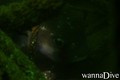 foto de buceo