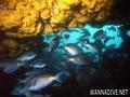 foto de buceo