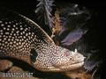 foto de buceo