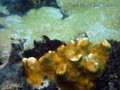 foto de buceo