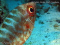foto de buceo