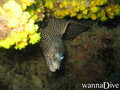 foto de buceo