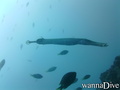 foto de buceo