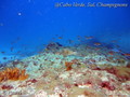 foto de buceo