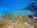 foto de buceo