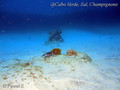 foto de buceo