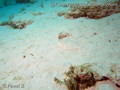foto de buceo