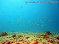 foto de buceo