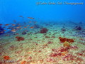 foto de buceo