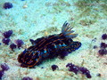 foto de buceo