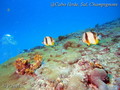 foto de buceo