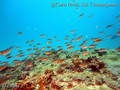 foto de buceo