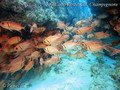 foto de buceo