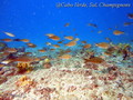 foto de buceo