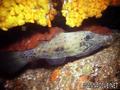 foto de buceo
