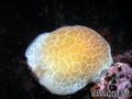 foto de buceo