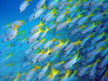 foto de buceo
