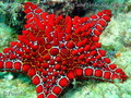 foto de buceo