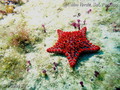 foto de buceo