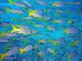 foto de buceo