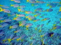 foto de buceo