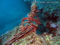 foto de buceo