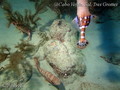 foto de buceo