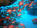 foto de buceo