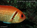 foto de buceo