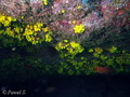 foto de buceo