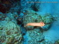 foto de buceo
