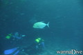 foto de buceo