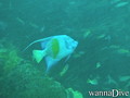 foto de buceo