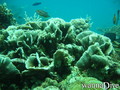 foto de buceo