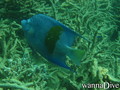foto de buceo