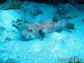 foto de buceo