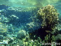 foto de buceo