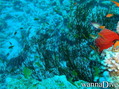foto de buceo