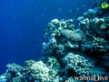 foto de buceo
