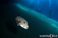 foto de buceo