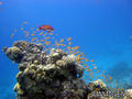 foto de buceo